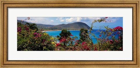 Framed Tropical flowers at the seaside, Deshaies Beach, Deshaies, Guadeloupe Print