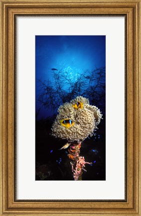 Framed Sea anemone and Allard&#39;s anemonefish (Amphiprion allardi) in the ocean Print