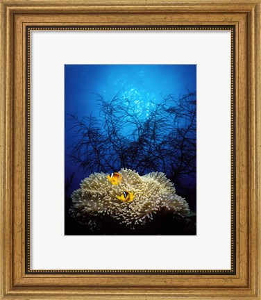 Framed Mat anemone and Allard&#39;s anemonefish (Amphiprion allardi) in the ocean Print