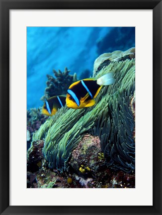 Framed Allard&#39;s anemonefish (Amphiprion allardi) in the ocean Print