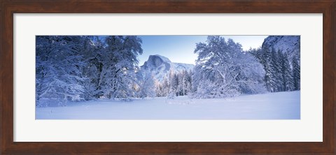 Framed Oak trees and rock formations covered with snow, Half Dome, Yosemite National Park, California Print
