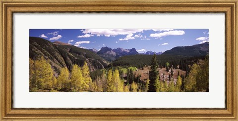 Framed Aspen trees with mountains in the background, Colorado, USA Print