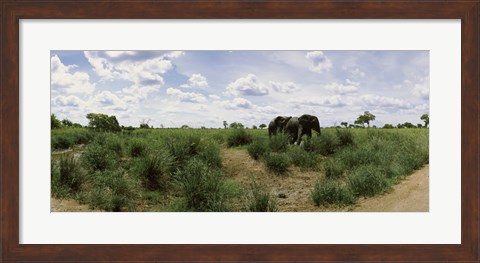 Framed African elephants (Loxodonta africana) in a field, Kruger National Park, South Africa Print