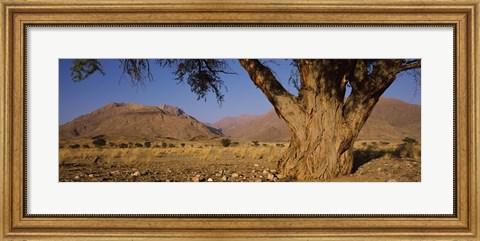 Framed Camelthorn tree (Acacia erioloba) with mountains in the background, Brandberg Mountains, Damaraland, Namib Desert, Namibia Print