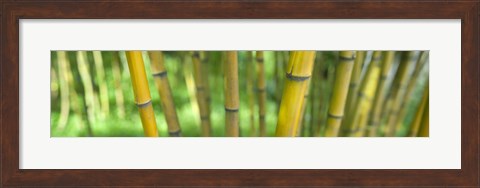 Framed Close-up of bamboo, California, USA Print