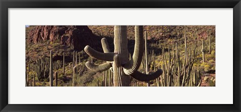 Framed Cacti on a landscape, Arizona Print