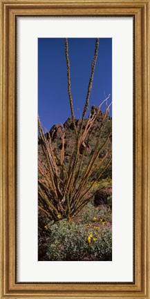 Framed Plants on a landscape, Organ Pipe Cactus National Monument, Arizona (vertical) Print