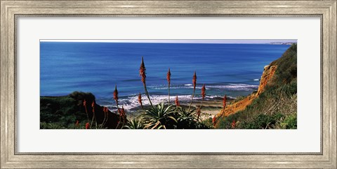 Framed Flowers and plants on the beach, Alvor Beach, Algarve, Portugal Print