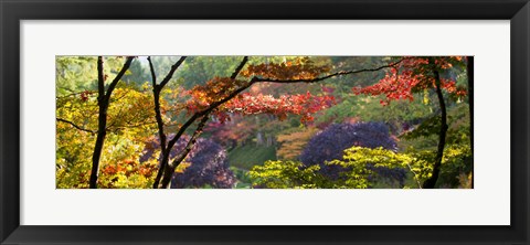 Framed Trees in a garden, Butchart Gardens, Victoria, Vancouver Island, British Columbia, Canada Print