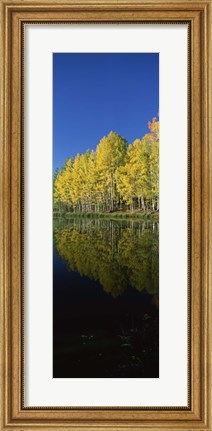 Framed Reflection of Aspen trees in a lake, Colorado, USA Print