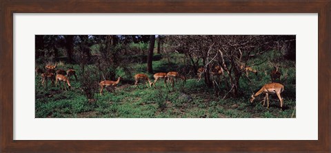 Framed Herd of impalas (Aepyceros Melampus) grazing in a forest, Kruger National Park, South Africa Print
