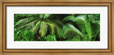 Framed Palm fronds and green vegetation, Seychelles Print