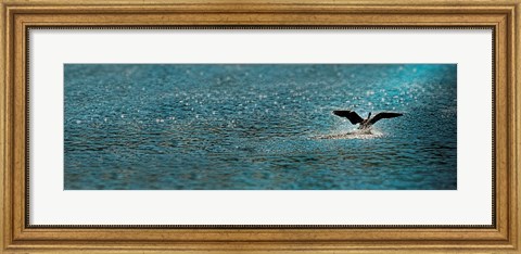 Framed Bird taking off over water Print