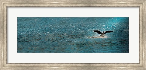 Framed Bird taking off over water Print
