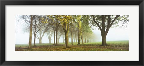 Framed Trees in a park during fog, Wandsworth Park, Putney, London, England Print