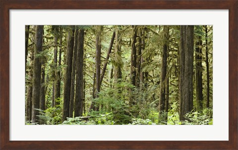 Framed Trees in a forest, Quinault Rainforest, Olympic National Park, Washington State Print