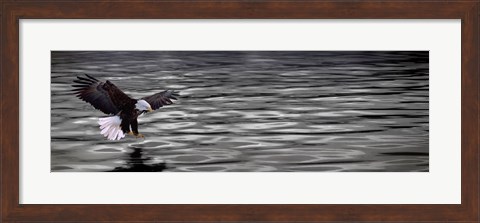Framed Eagle over water Print