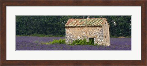 Framed Stone building in a lavender field, Provence-Alpes-Cote D&#39;Azur, France Print