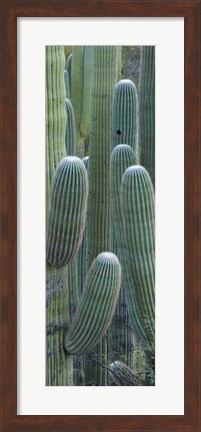 Framed Saguaro cacti, Oro Valley, Arizona, USA Print