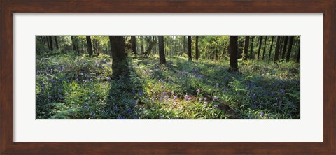 Framed Bluebells growing in a forest, Exe Valley, Devon, England Print