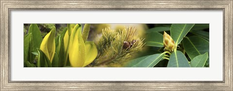 Framed Close-up of buds of pine tree Print
