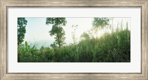 Framed Sunlight coming through the trees in a forest, Chiang Mai Province, Thailand Print
