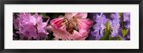 Framed Colorful rhododendrons flowers Print