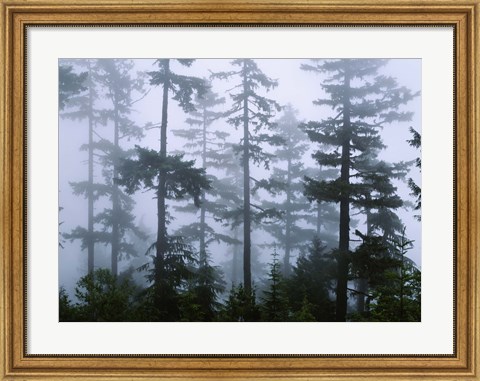 Framed Silhouette of trees with fog, Douglas Fir, Hemlock Tree, Olympic Mountains, Olympic National Park, Washington State, USA Print