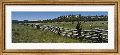 Framed Two horses in a field, Arizona, USA Print