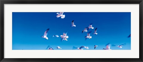 Framed Birds in flight Flagler Beach FL USA Print