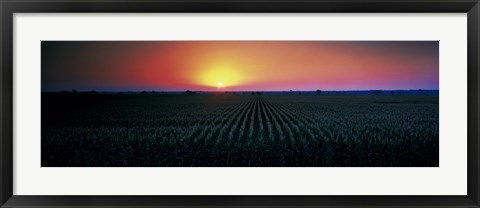 Framed Corn field at sunrise Sacramento Co CA USA Print