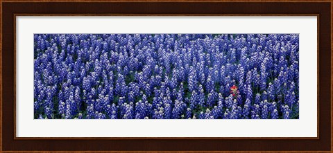 Framed Bluebonnet flowers in a field, Hill county, Texas, USA Print