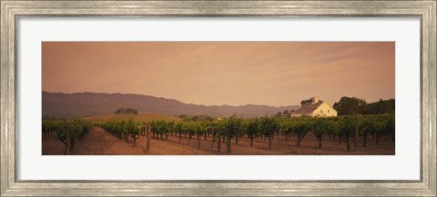 Framed Trees In A Vineyards, Napa Valley, California, USA Print