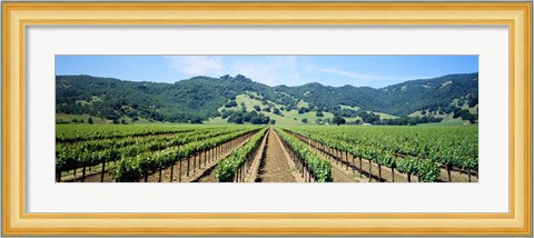 Framed Napa Valley Vineyards Hopland, CA Print