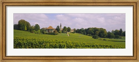Framed WIne country with buildings in the background, Village near Geneva, Switzerland Print