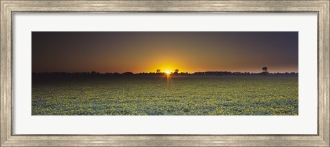 Framed Field of Safflower at dusk, Sacramento, California, USA Print