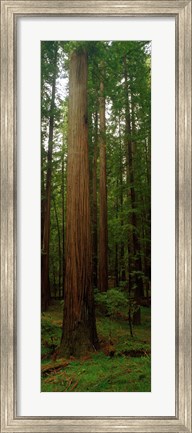 Framed Giant Redwood Trees Ave of the Giants Redwood National Park Northern CA Print