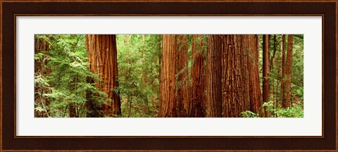 Framed Redwoods Muir Woods CA USA Print
