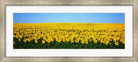 Framed Sunflower Field, North Dakota, USA Print