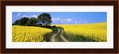 Framed Canola, Farm, Yellow Flowers, Germany Print