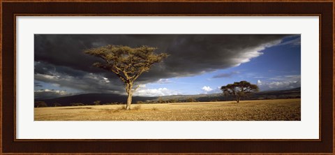 Framed Tree w\storm clouds Tanzania Print