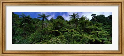 Framed Rain forest Paparoa National Park S Island New Zealand Print