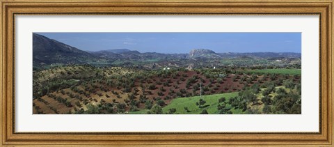 Framed Olive Groves Andalucia Spain Print