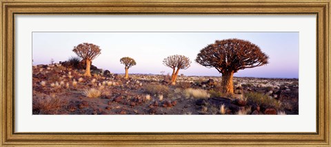 Framed Quiver Trees Namibia Africa Print