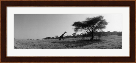 Framed Giraffe On The Plains, Kenya, Africa Print