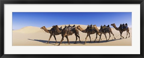 Framed Camels walking in the desert Print
