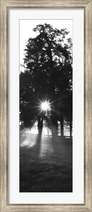 Framed Sunrise, Fog, Woodford Co, Kentucky, USA Print