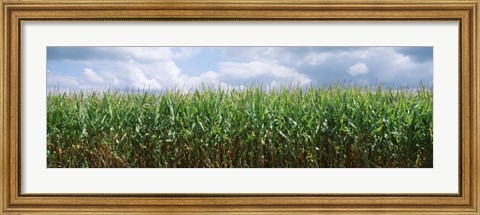 Framed Clouds over a corn field, Christian County, Illinois, USA Print