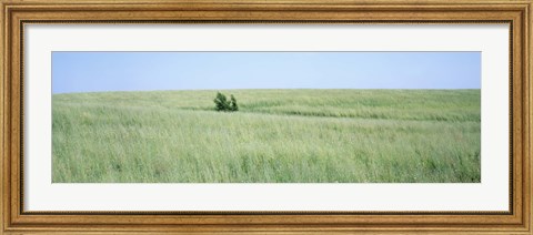 Framed Grass on a field, Prairie Grass, Iowa, USA Print