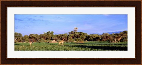Framed Giraffes in a field, Moremi Wildlife Reserve, Botswana, South Africa Print